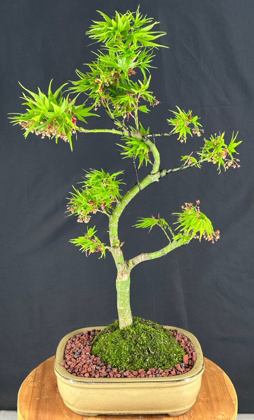 Trained Mikawa Yatsubusa Japanese Maple Bonsai Tree -(acer palmatum 'Mikawa Yatsubusa')
