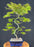 Trained Japanese Green Maple Bonsai Tree-(acer palmatum)