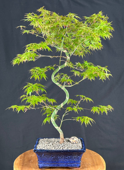Trained Japanese Green Maple Bonsai Tree-(acer palmatum)