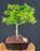 Mikawa Yatsubusa Japanese Maple Bonsai Tree-(acer palmatum 'Mikawa Yatsubusa')