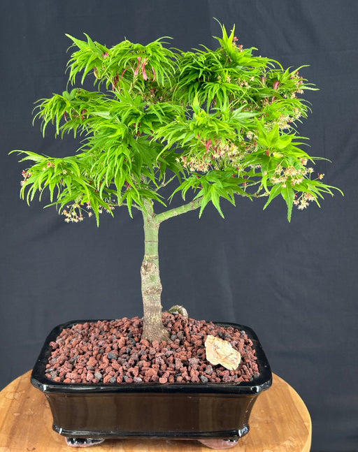 Mikawa Yatsubusa Japanese Maple Bonsai Tree-(acer palmatum 'Mikawa Yatsubusa')