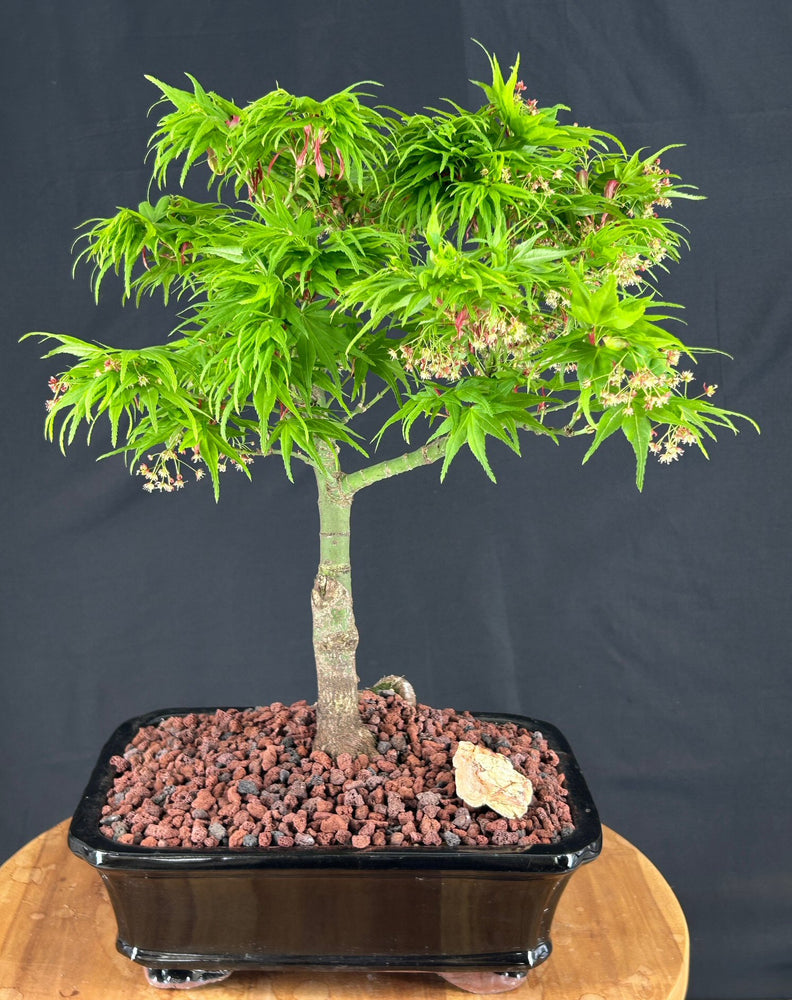 Mikawa Yatsubusa Japanese Maple Bonsai Tree-(acer palmatum 'Mikawa Yatsubusa')