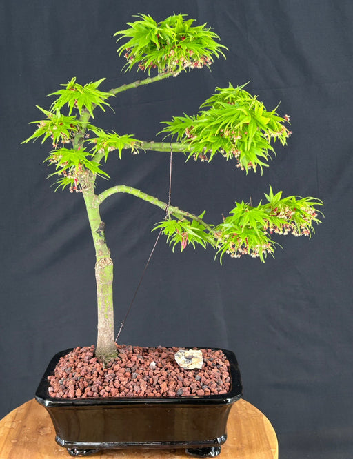 Trained Mikawa Yatsubusa Japanese Maple Bonsai Tree-(acer palmatum 'Mikawa Yatsubusa')