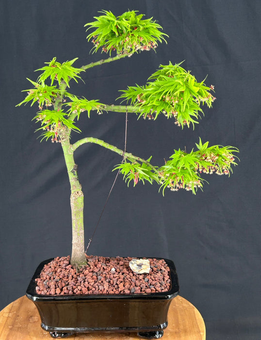 Trained Mikawa Yatsubusa Japanese Maple Bonsai Tree-(acer palmatum 'Mikawa Yatsubusa')
