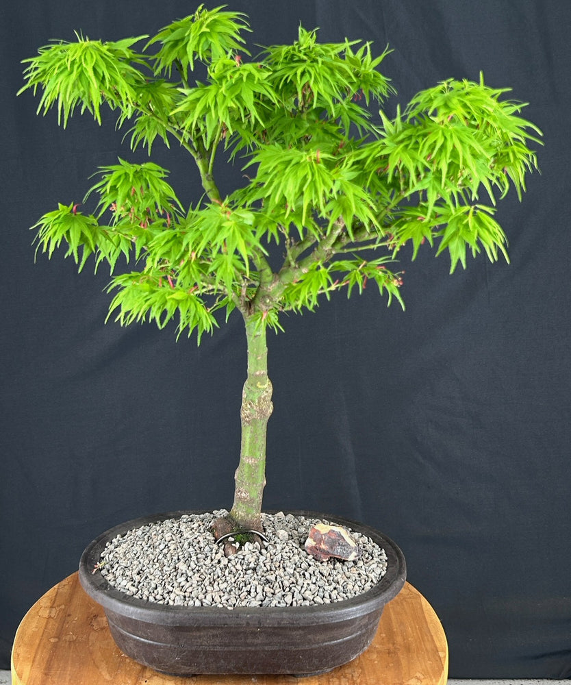Mikawa Yatsubusa Japanese Maple Bonsai Tree-(acer palmatum 'Mikawa Yatsubusa')