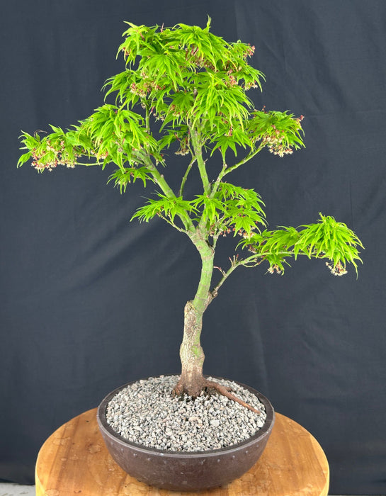 Mikawa Yatsubusa Japanese Maple Bonsai Tree-(acer palmatum 'Mikawa Yatsubusa')