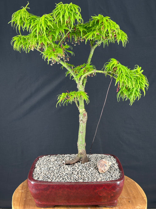 Trained Mikawa Yatsubusa Japanese Maple Bonsai Tree-(acer palmatum 'Mikawa Yatsubusa')