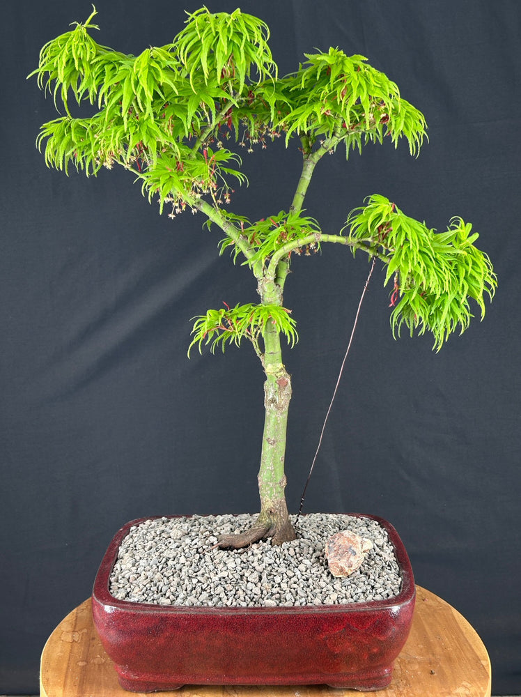 Trained Mikawa Yatsubusa Japanese Maple Bonsai Tree-(acer palmatum 'Mikawa Yatsubusa')