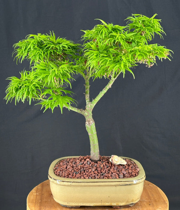 Mikawa Yatsubusa Japanese Maple Bonsai Tree-(acer palmatum 'Mikawa Yatsubusa')