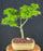 Mikawa Yatsubusa Japanese Maple Bonsai Tree-(acer palmatum 'Mikawa Yatsubusa')