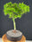 Mikawa Yatsubusa Japanese Maple Bonsai Tree-(acer palmatum 'Mikawa Yatsubusa')