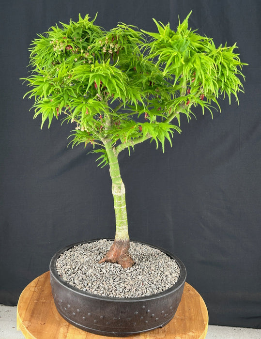 Mikawa Yatsubusa Japanese Maple Bonsai Tree-(acer palmatum 'Mikawa Yatsubusa')