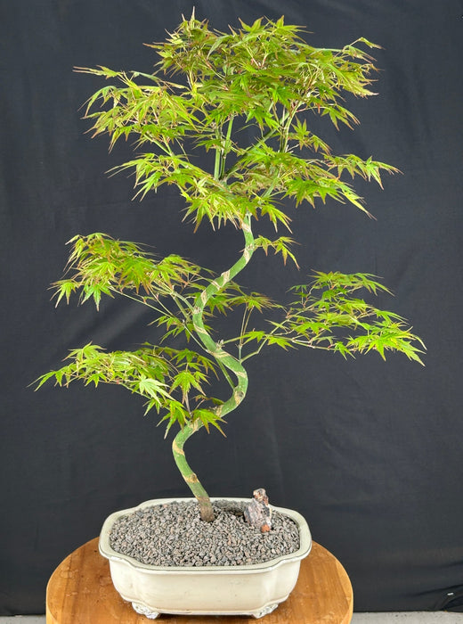 Trained Japanese Green Maple Bonsai Tree-(acer palmatum)