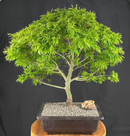 Dwarf  Sharp's Pygmy Japanese Maple Bonsai Tree-(acer palmatum 'sharps pygme')