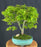 Dwarf Sharp's Pygmy Japanese Maple Bonsai Tree-(acer palmatum 'sharps pygme')
