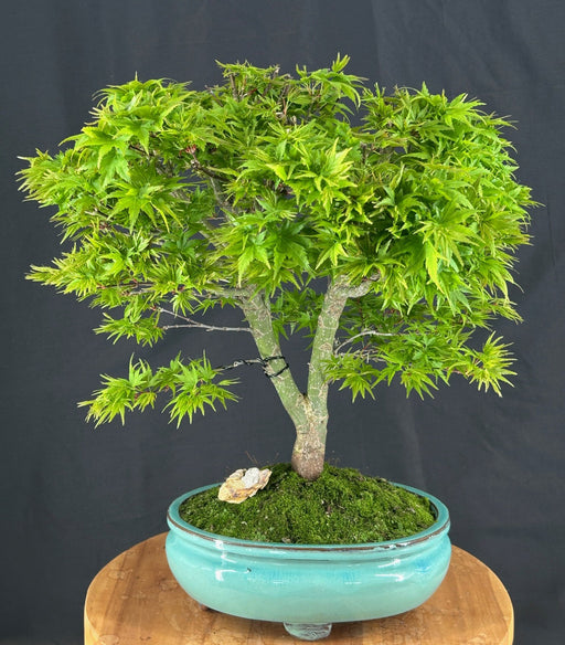 Dwarf Sharp's Pygmy Japanese Maple Bonsai Tree-(acer palmatum 'sharps pygme')