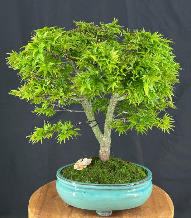 Dwarf Sharp's Pygmy Japanese Maple Bonsai Tree-(acer palmatum 'sharps pygme')