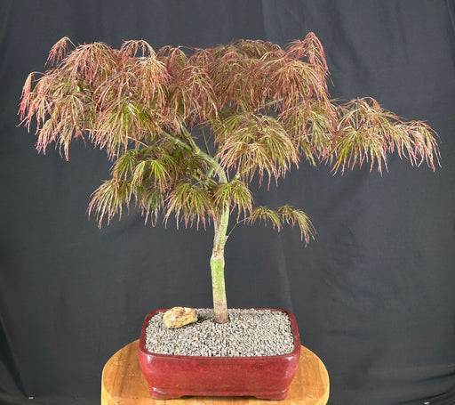 Crimson Queen Japanese Maple-(Acer palmatum var. dissectum 'Crimson Queen')