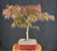 Crimson Queen Japanese Maple-(Acer palmatum var. dissectum 'Crimson Queen')