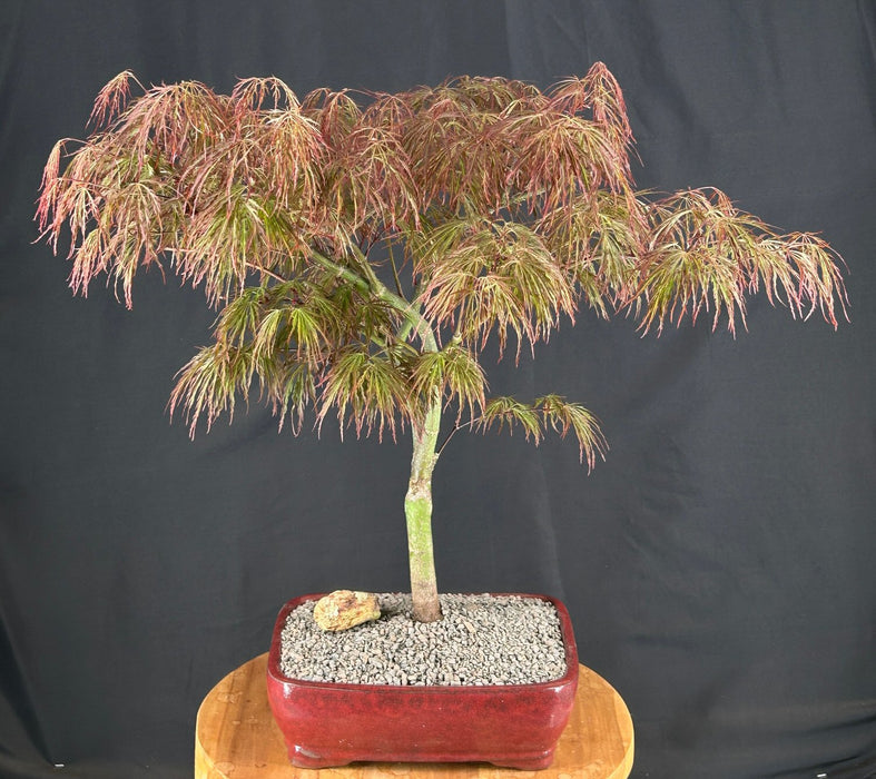 Crimson Queen Japanese Maple-(Acer palmatum var. dissectum 'Crimson Queen')