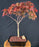 Rhode Island Red Japanese Maple-(acer palmatum 'Rhode Island Red)