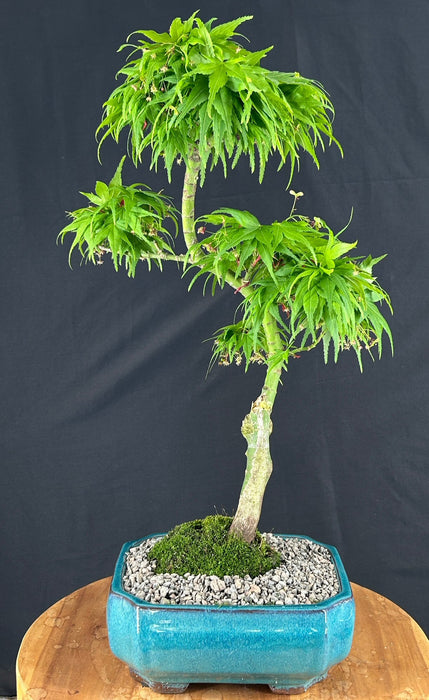 Trained Mikawa Yatsubusa Japanese Maple Bonsai Tree-(acer palmatum 'Mikawa Yatsubusa')