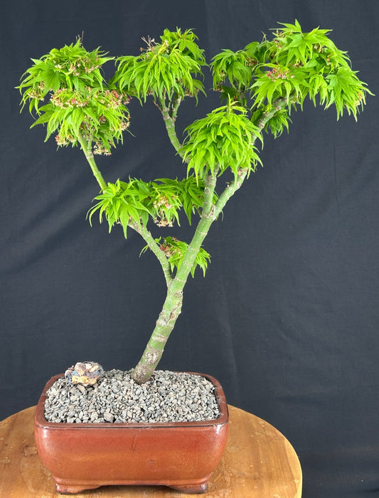 Mikawa Yatsubusa Japanese Maple Bonsai Tree-(acer palmatum 'Mikawa Yatsubusa')