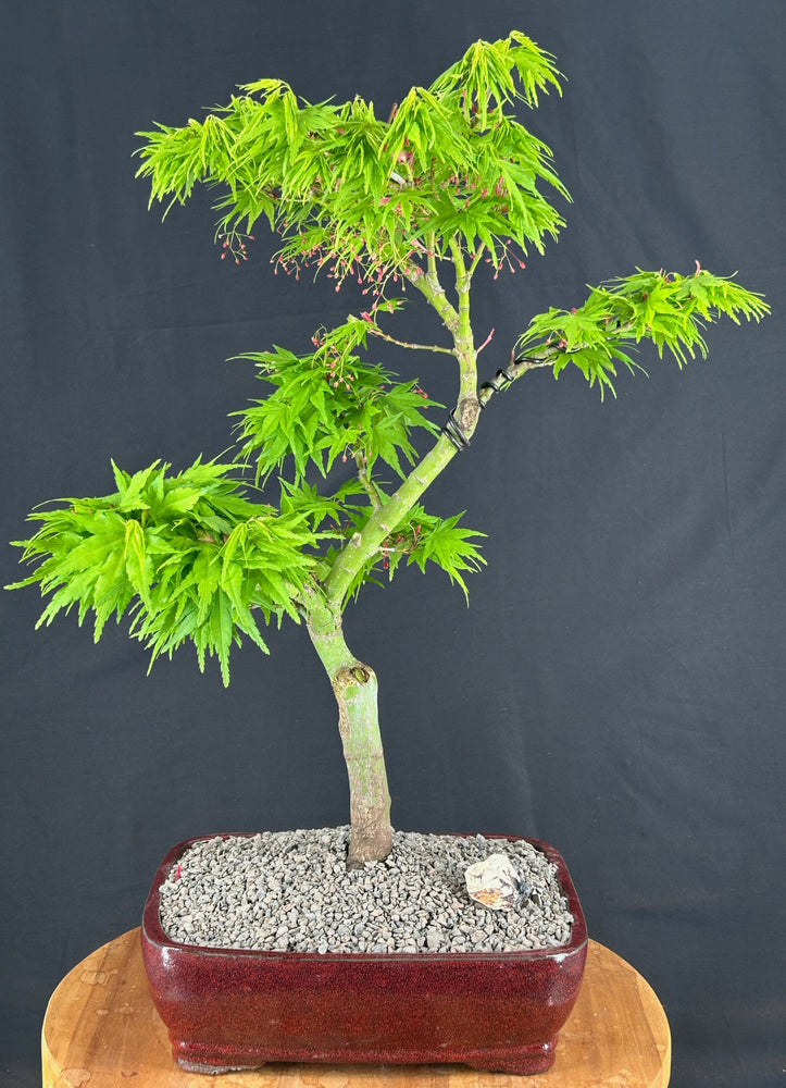 Trained Mikawa Yatsubusa Japanese Maple Bonsai Tree-(acer palmatum 'Mikawa Yatsubusa')