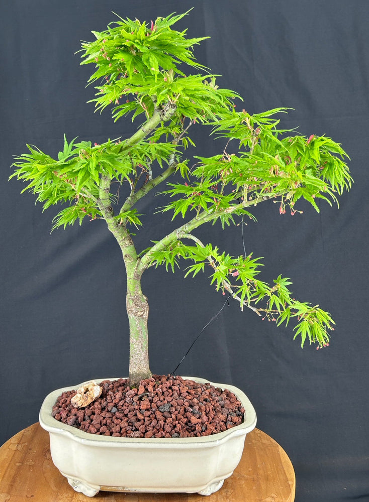 Trained Mikawa Yatsubusa Japanese Maple Bonsai Tree-(acer palmatum 'Mikawa Yatsubusa')