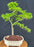 Trained Mikawa Yatsubusa Japanese Maple Bonsai Tree-(acer palmatum 'Mikawa Yatsubusa')