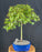 Trained Japanese Green Maple Bonsai Tree -(acer palmatum)
