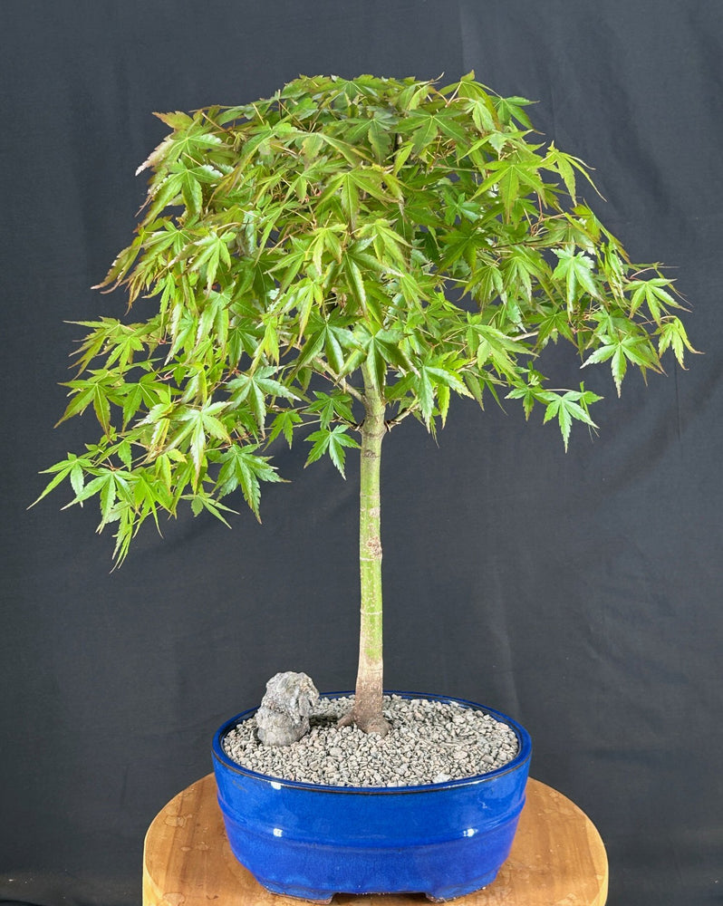 Trained Japanese Green Maple Bonsai Tree -(acer palmatum)
