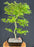 Trained Japanese Green Maple Bonsai Tree -(acer palmatum)