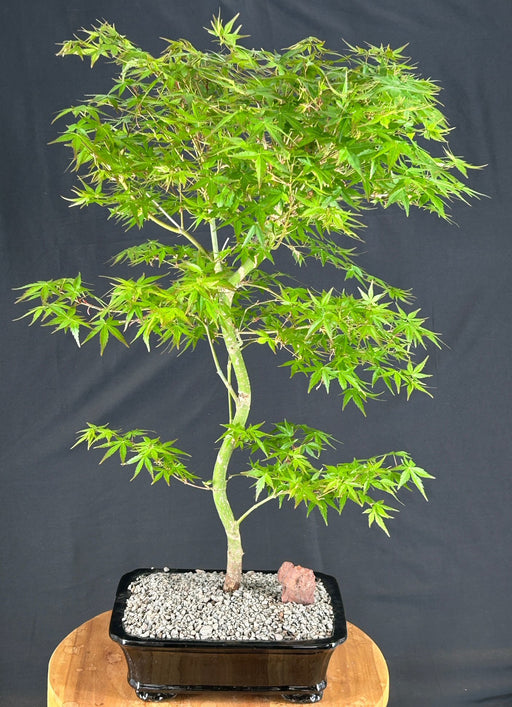 Trained Japanese Green Maple Bonsai Tree -(acer palmatum)