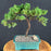 Juniper Bonsai Tree - Trained -(juniper procumbens nana)