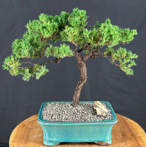 Juniper Bonsai Tree - Trained -(juniper procumbens nana)