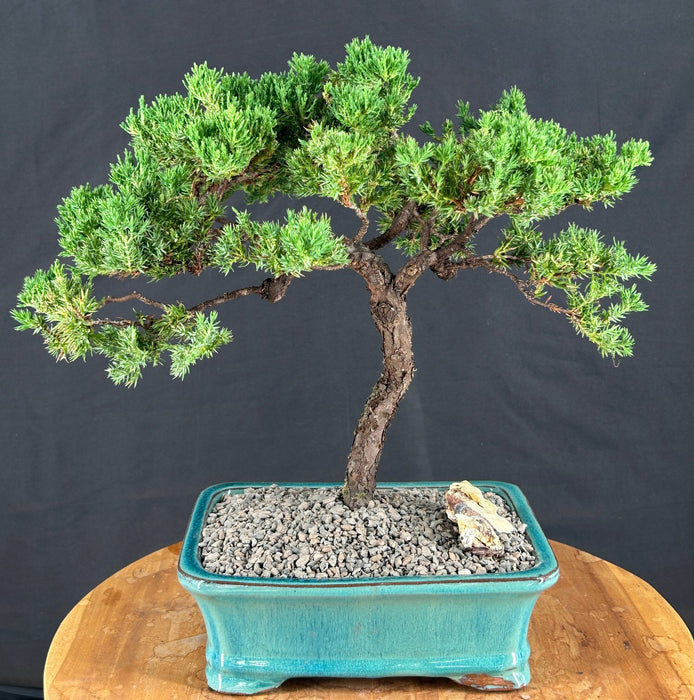 Juniper Bonsai Tree - Trained -(juniper procumbens nana)