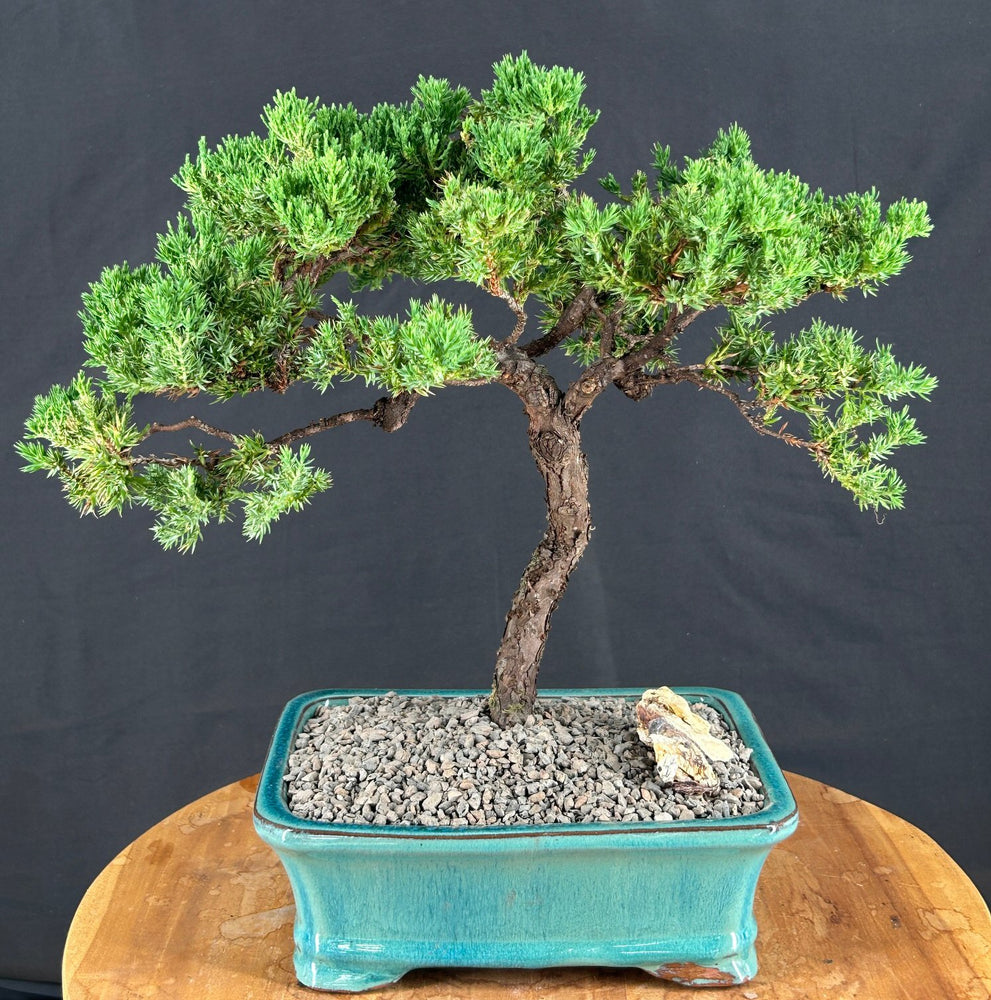 Juniper Bonsai Tree - Trained -(juniper procumbens nana)