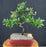 Trained Flowering Pyracantha Bonsai Tree-(pyracantha 'mohave')