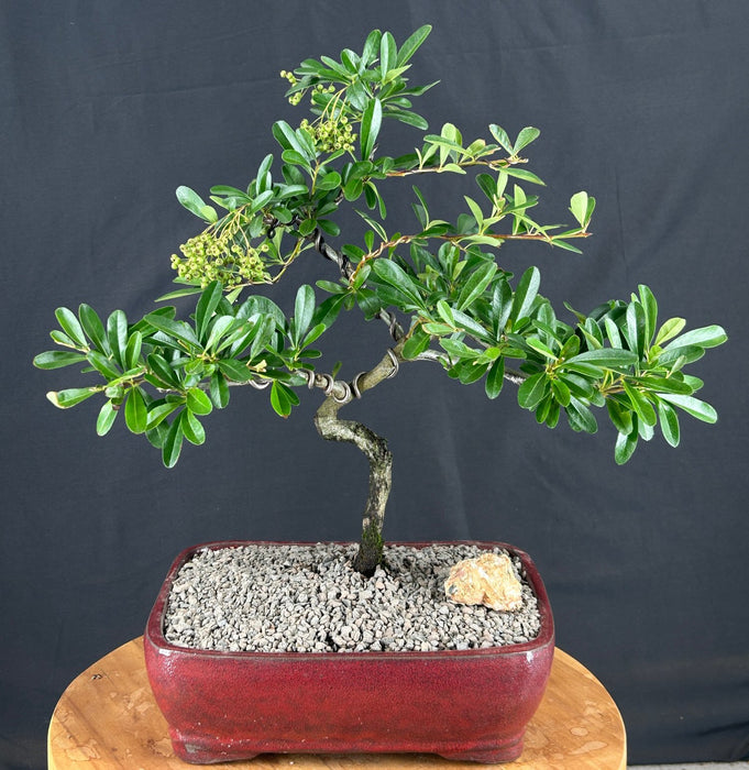 Trained Flowering Pyracantha Bonsai Tree-(pyracantha 'mohave')