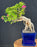Semi Cascade Flowering Bougainvillea Bonsai Tree-Exposed Roots-(Pink Pixie)