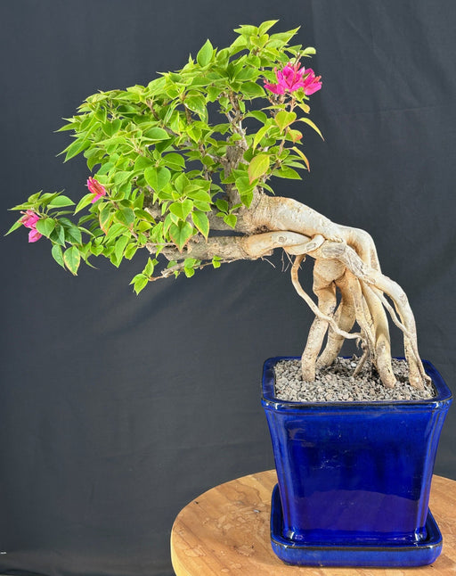 Semi Cascade Flowering Bougainvillea Bonsai Tree-Exposed Roots-(Pink Pixie)