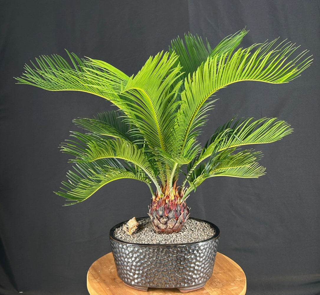 Sago Palm Bonsai Tree -(cycas revoluta)