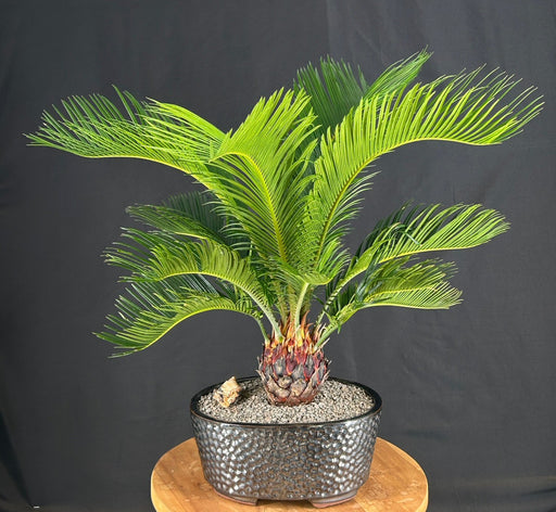 Sago Palm Bonsai Tree -(cycas revoluta)