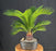 Sago Palm Bonsai Tree -(cycas revoluta)