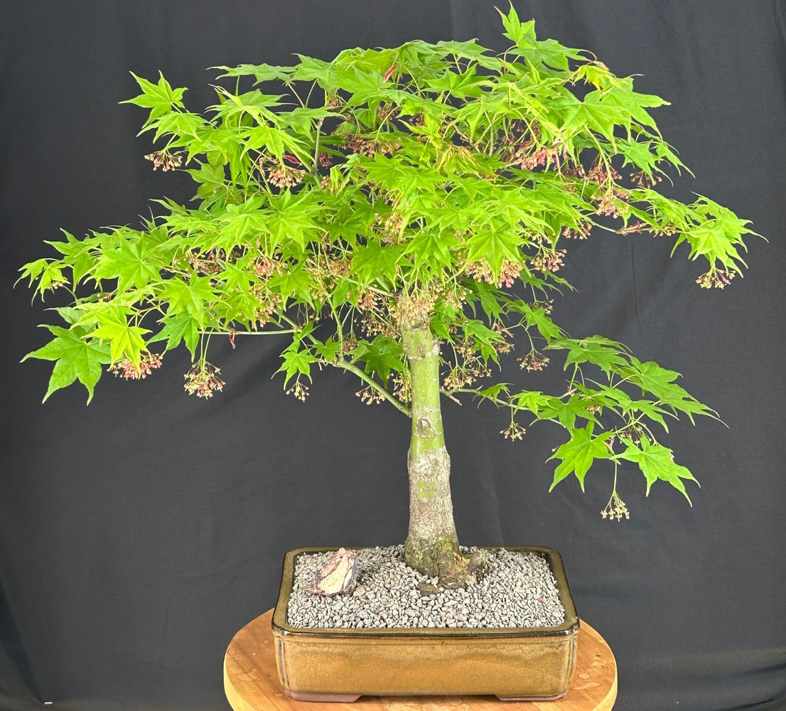 Mikawa Yatsubusa Japanese Maple Bonsai Tree -(acer palmatum 'Mikawa Yatsubusa')