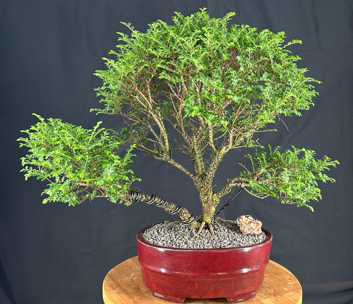 Trained Chinese Seiju Elm Bonsai Tree-(ulmus parvifolia 'seiju')