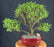 Trained Chinese Seiju Elm Bonsai Tree-(ulmus parvifolia 'seiju')