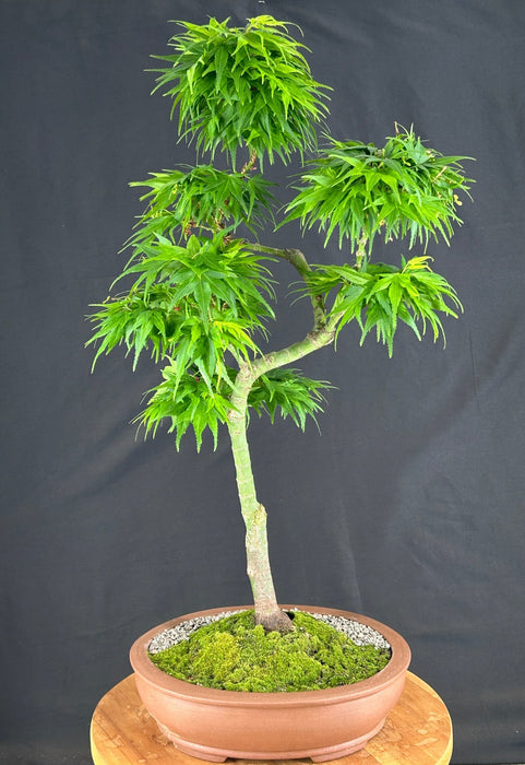 Trained Mikawa Yatsubusa Japanese Maple Bonsai Tree-(acer palmatum 'Mikawa Yatsubusa')