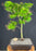 Mikawa Yatsubusa Japanese Maple Bonsai Tree-(acer palmatum 'Mikawa Yatsubusa')